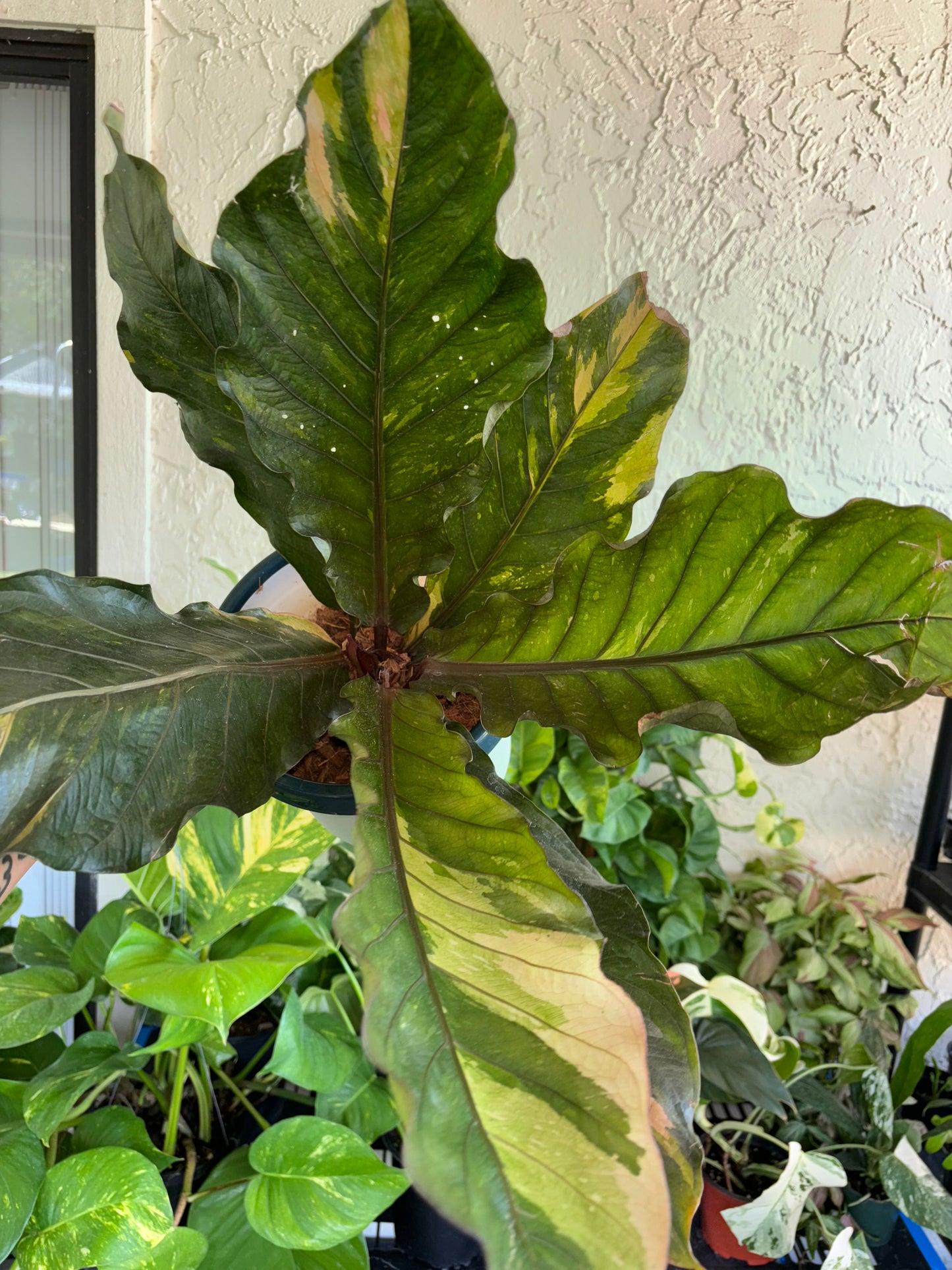 6” Anthurium Renaissance Hybrid (Pink/Cream)