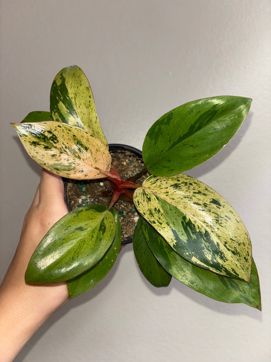 4” Philodendron Dwarf Red Congo Marble