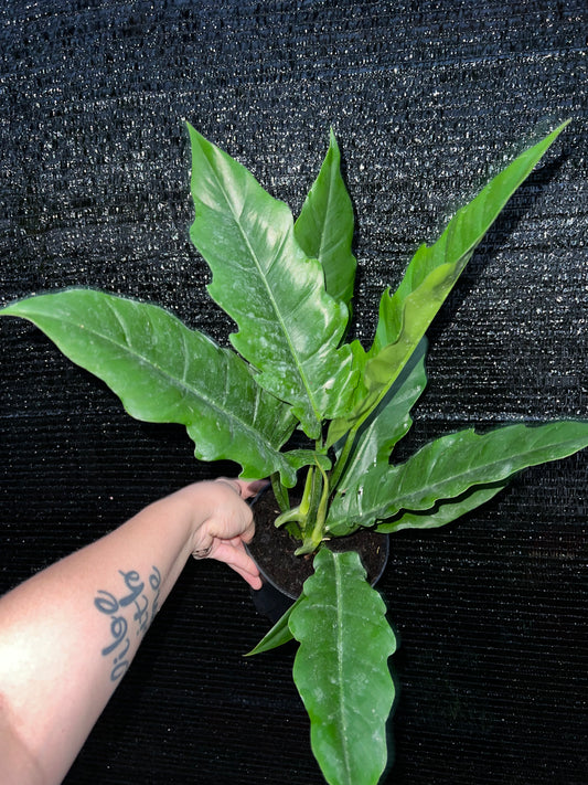 6” Philodendron Jungle Boogie