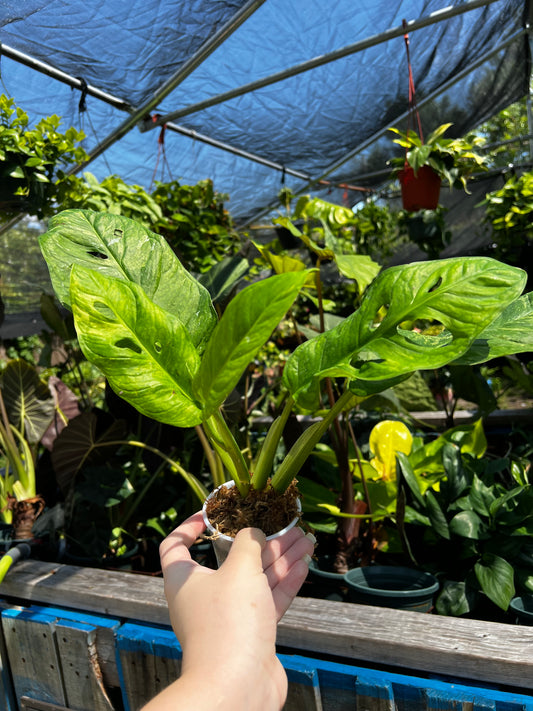 4” Monstera Obliqua Mayuna