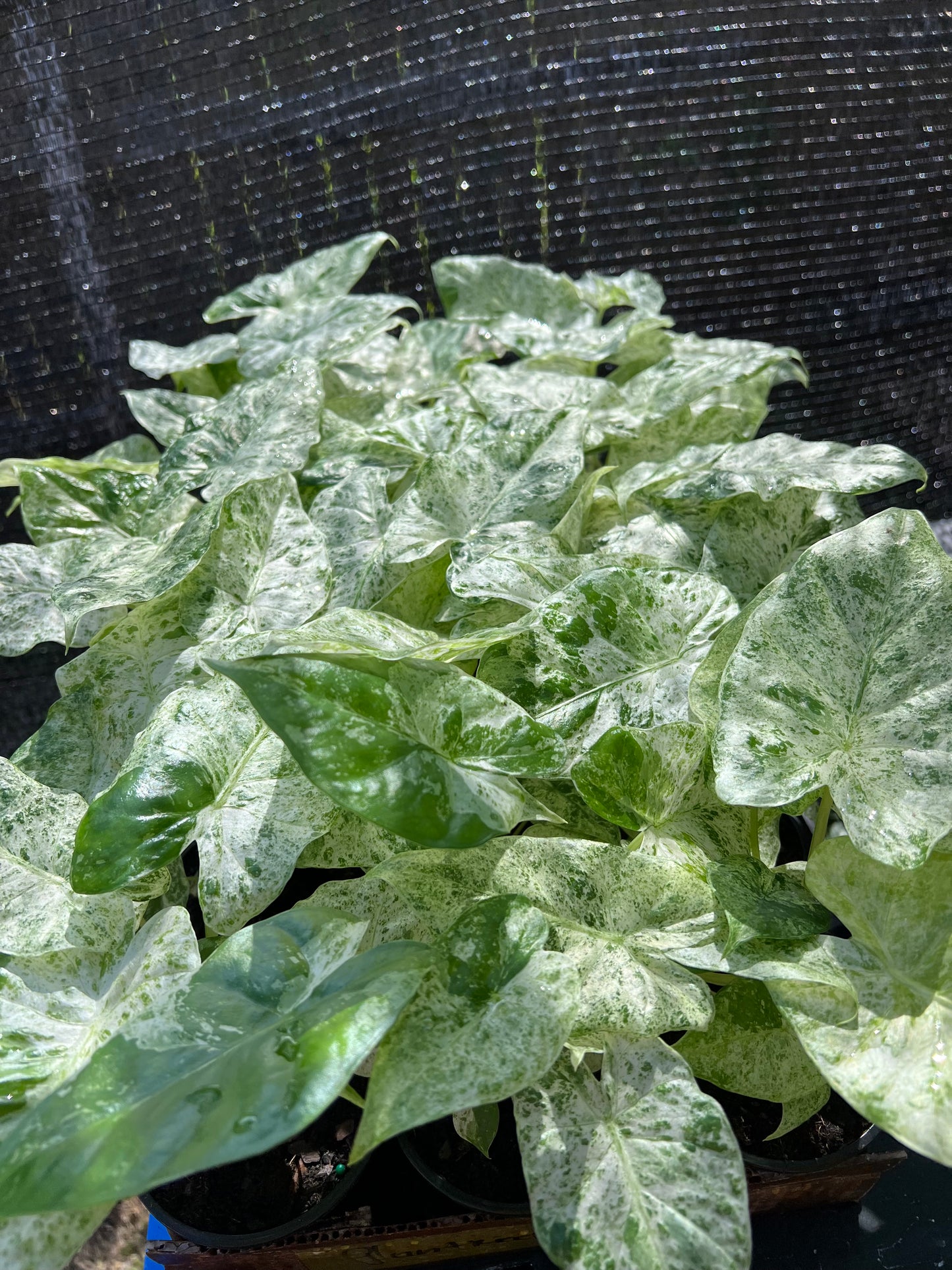 4” Alocasia Blizzard