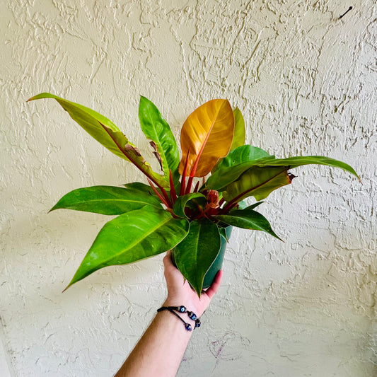 6” Philodendron Prince of Orange