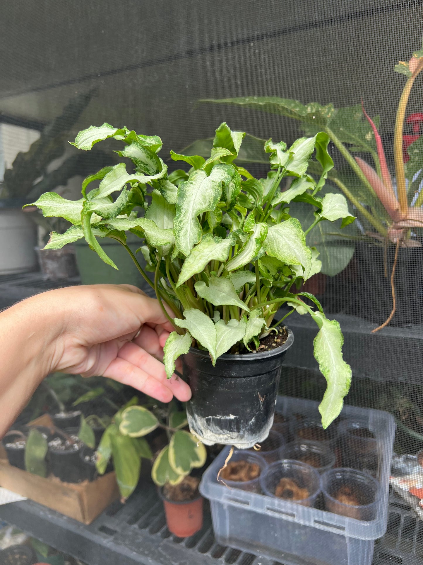 4” Syngonium Fairy Wings