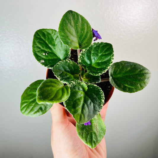 4” African Violet ‘Wranglers Banjo Dancing’