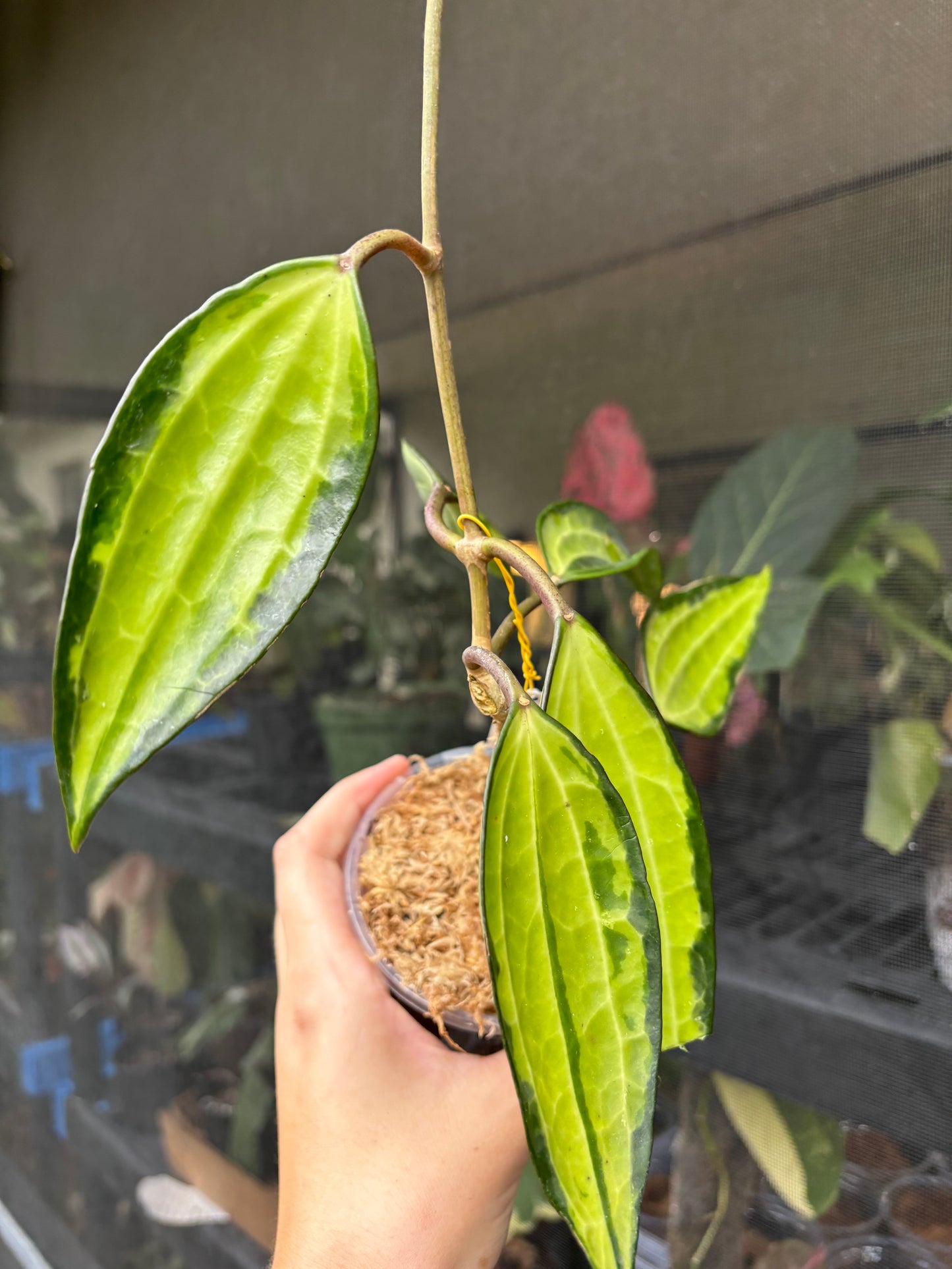 4” Hoya Latifolia Pot of Gold