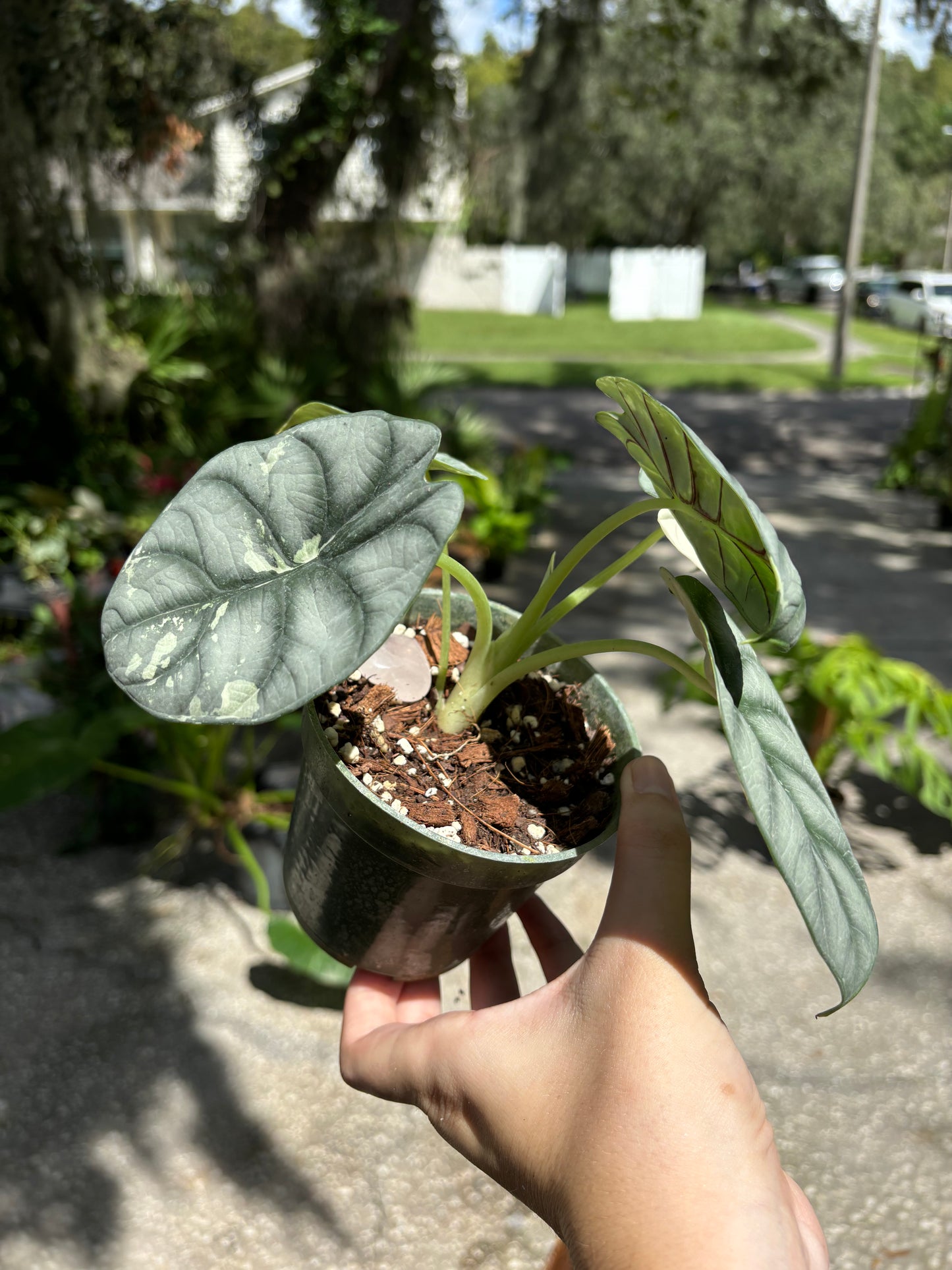 4” Alocasia Silver Dragon Albo