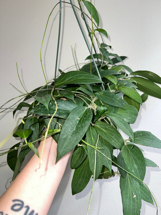 8” Hoya Pottsii