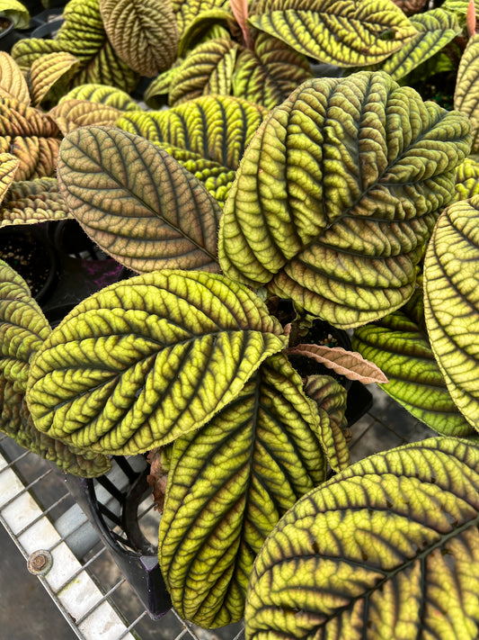 4” Ardisia Cool Fire