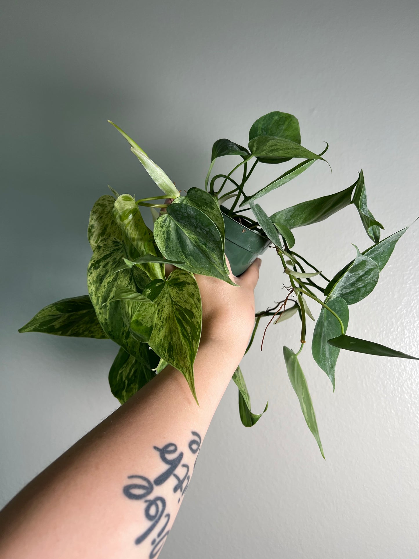 4” Variegated Heartleaf Philodendron