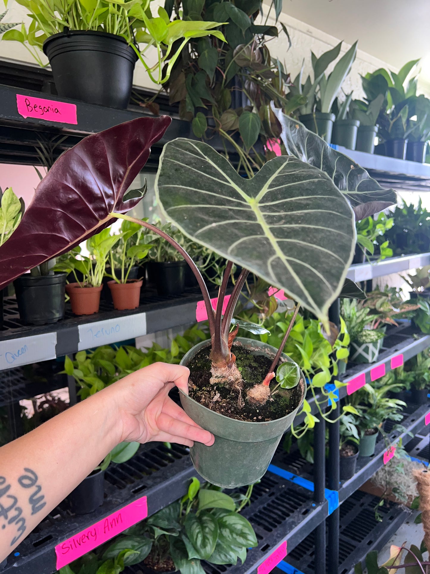 6” Alocasia Longiloba ‘Dragons Tooth’