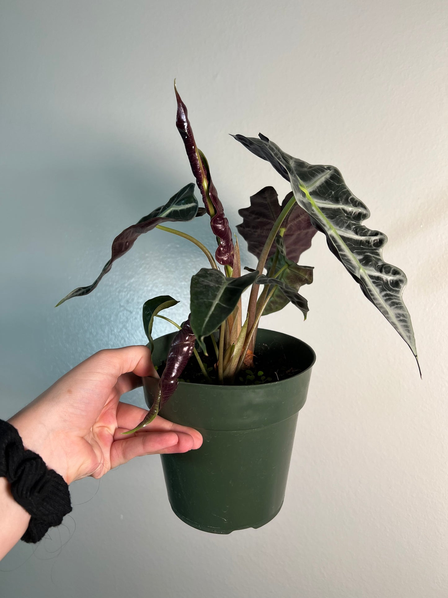 6” Alocasia Polly