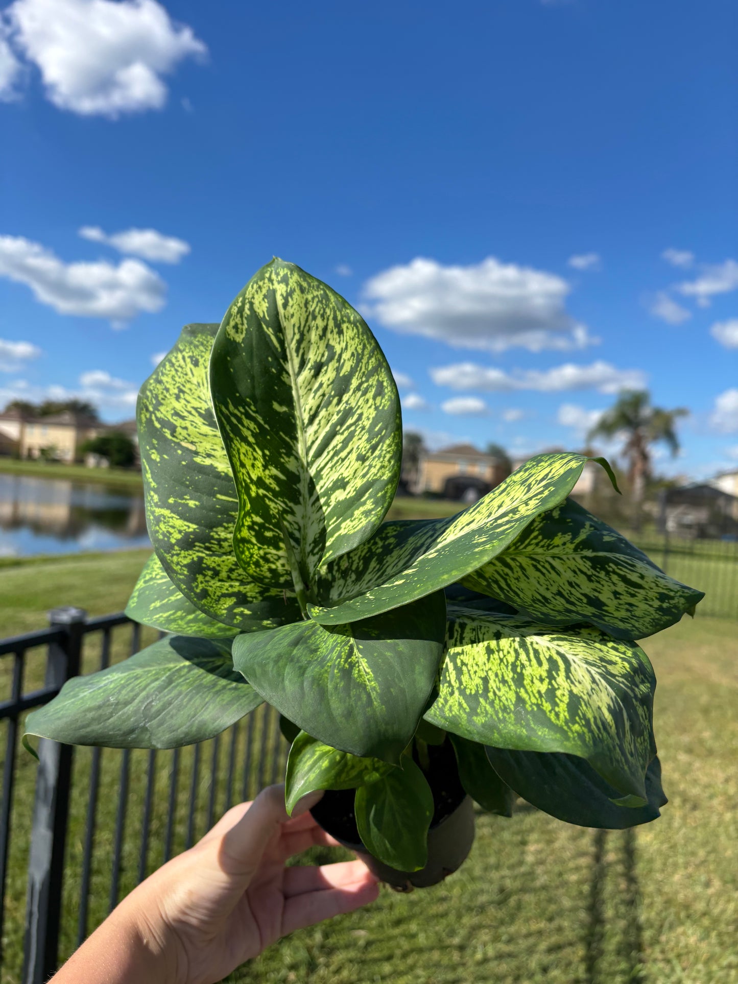 4” Dieffenbachia Sublime
