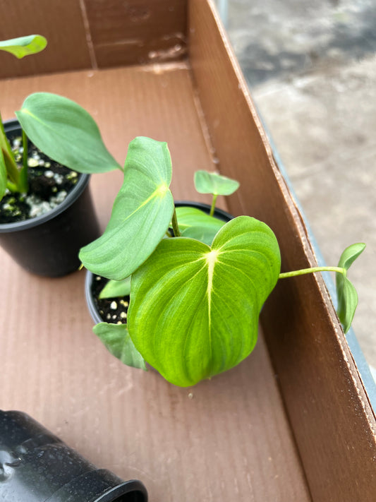 4” Philodendron Dean McDowell