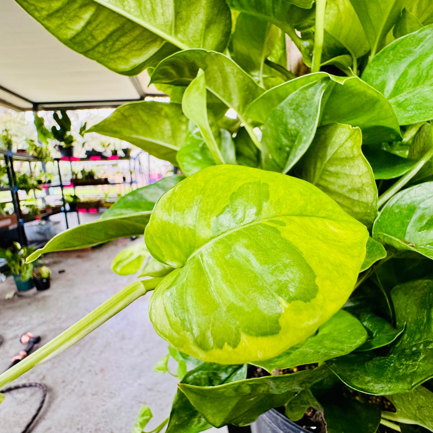 8” Global Green Pothos Totem