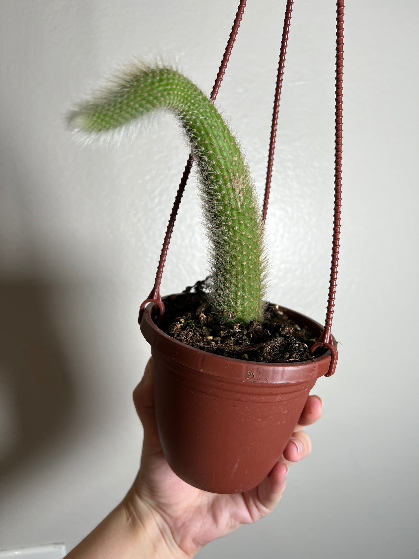 4” Monkey Tail Cactus Hanging Basket