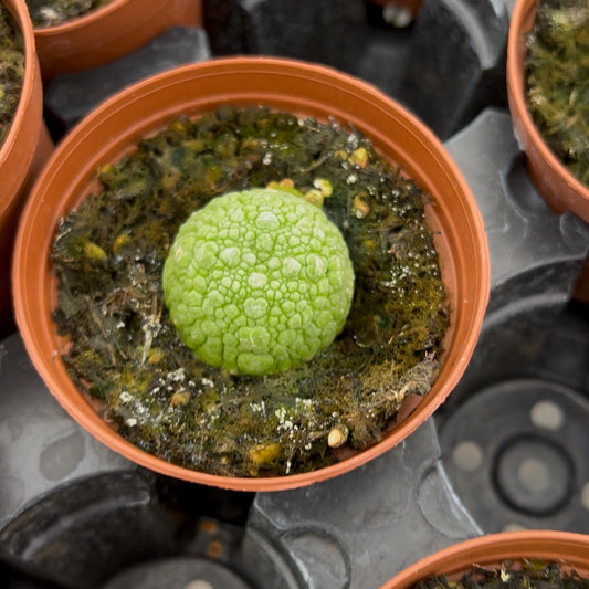 3” Pseudolithos Migiurtinus