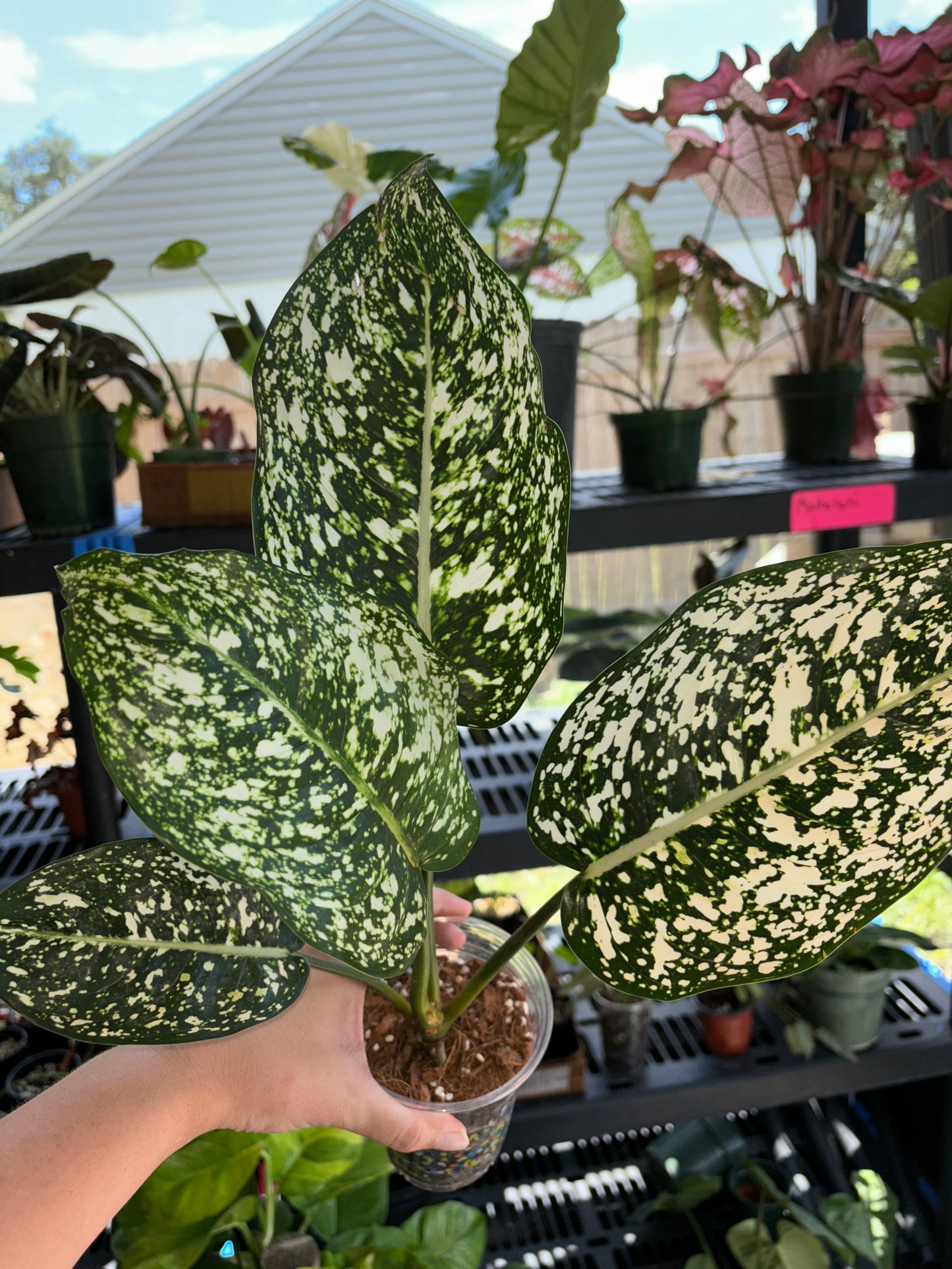 4” Aglaonema World Heritage