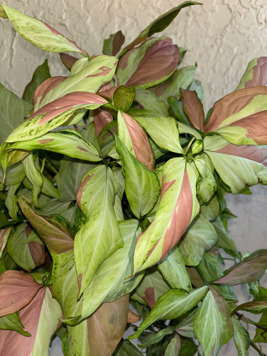 6” Syngonium Strawberry Milk