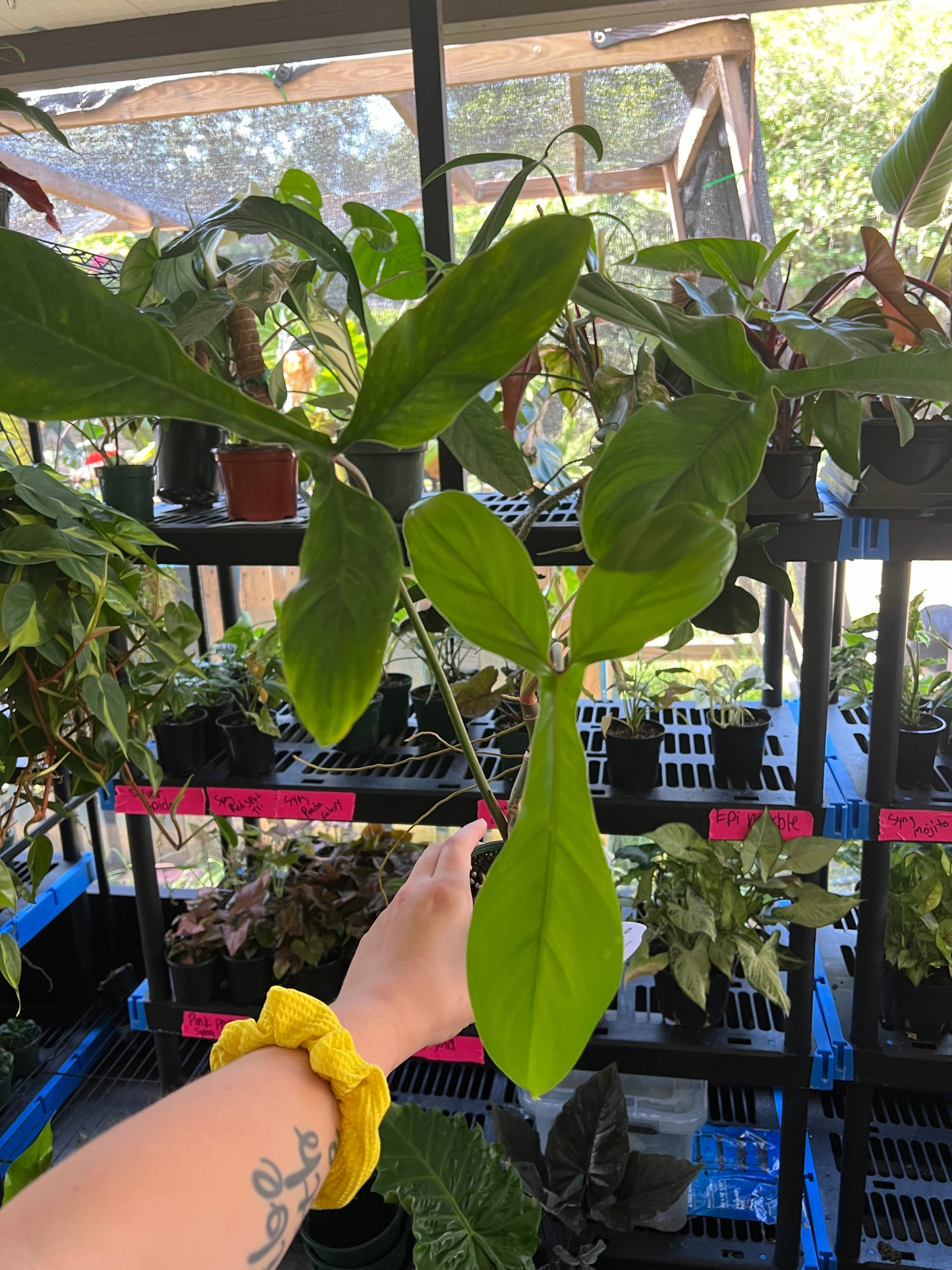 4” Philodendron 69686