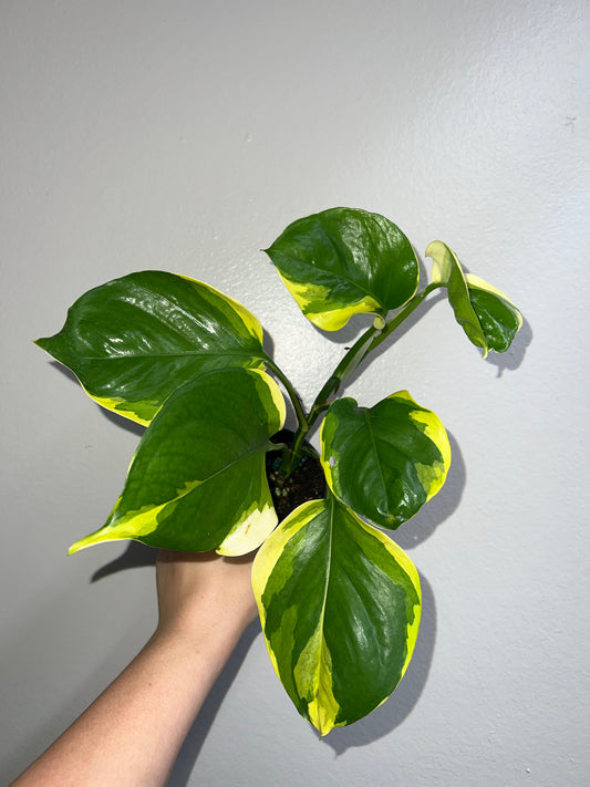 4” Epipremnum Poonsin Manjula