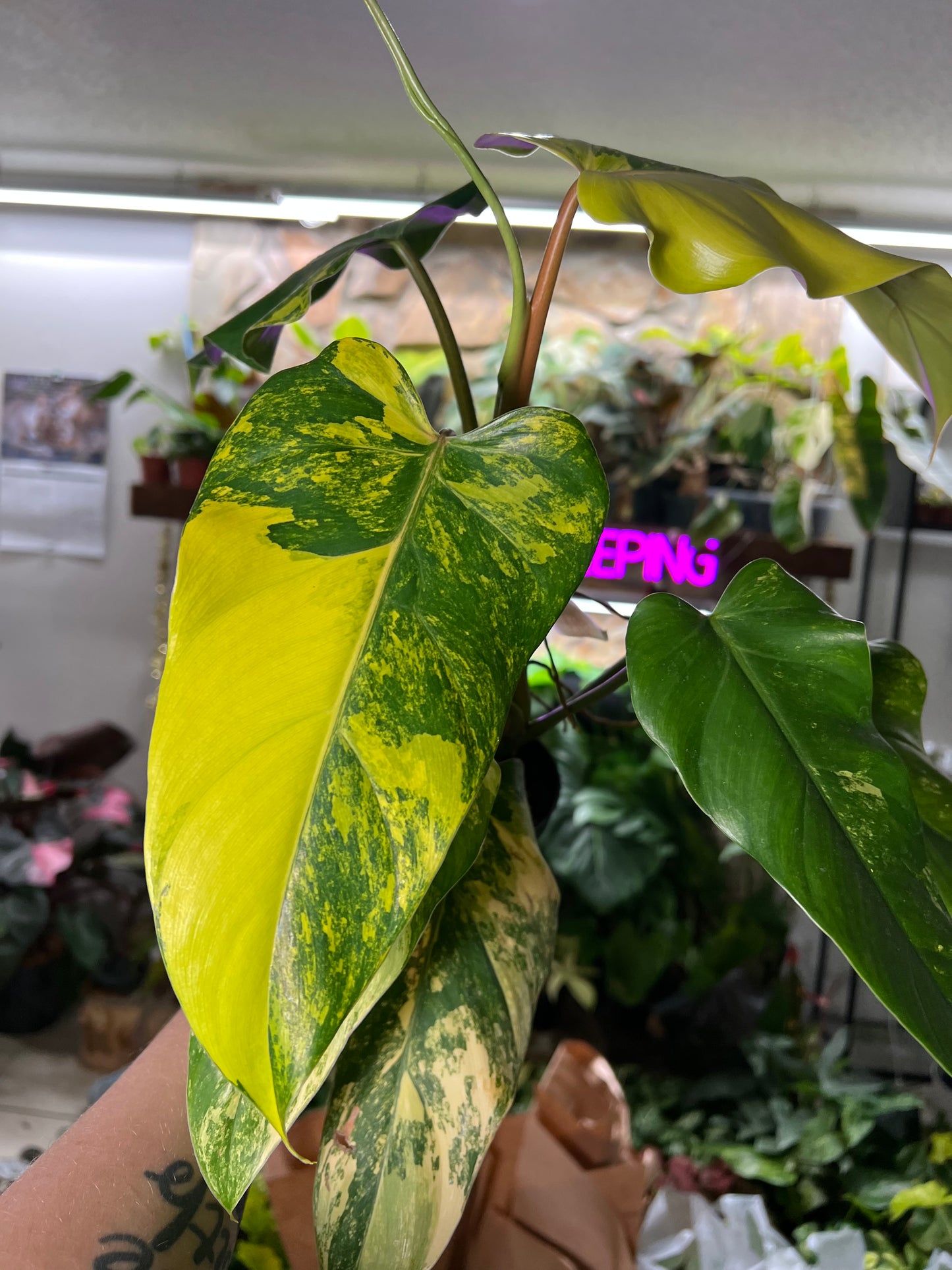 4” Philodendron Domesticum Variegata