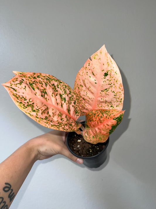 4” Aglaonema Orange Stardust