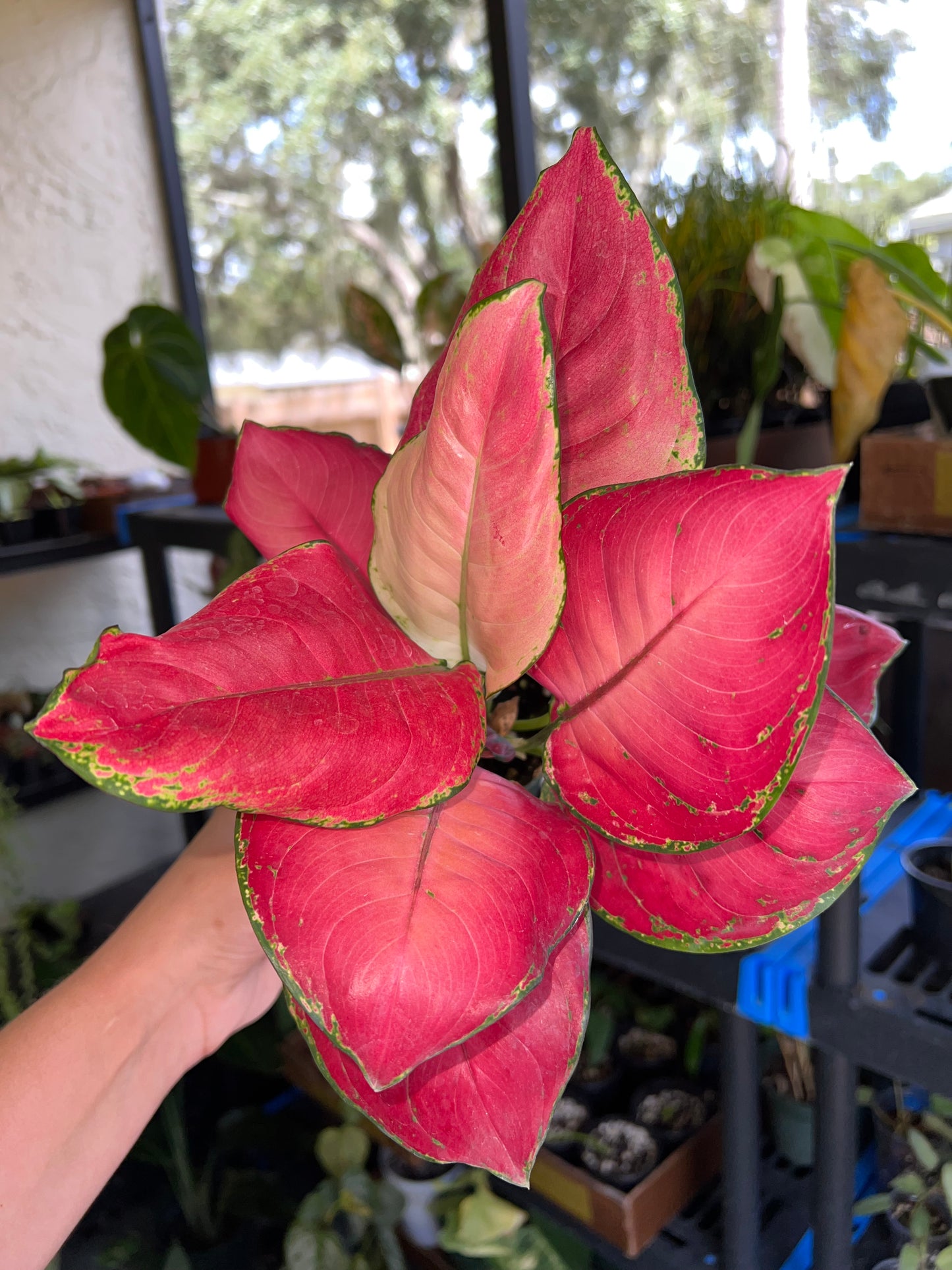 4” Aglaonema Super Red