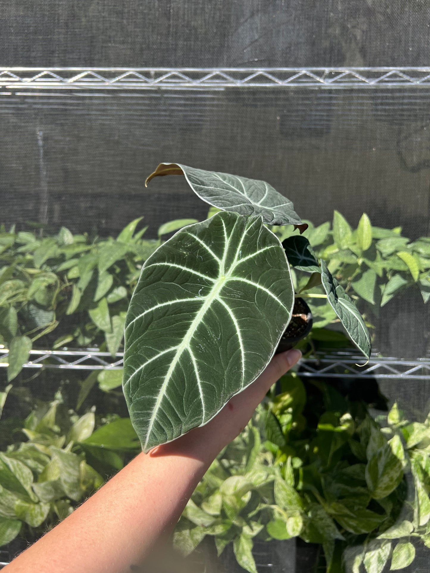 4” Alocasia Black Velvet