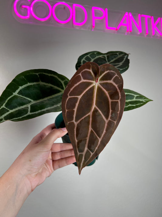 4" Anthurium Red Crystallinum