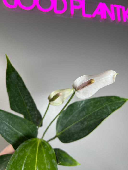 4" Anthurium Mary Jean