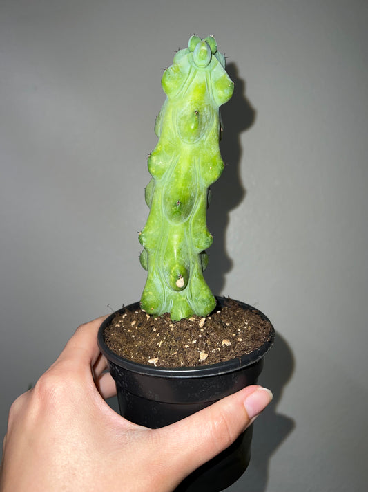 4" Boobie Cactus