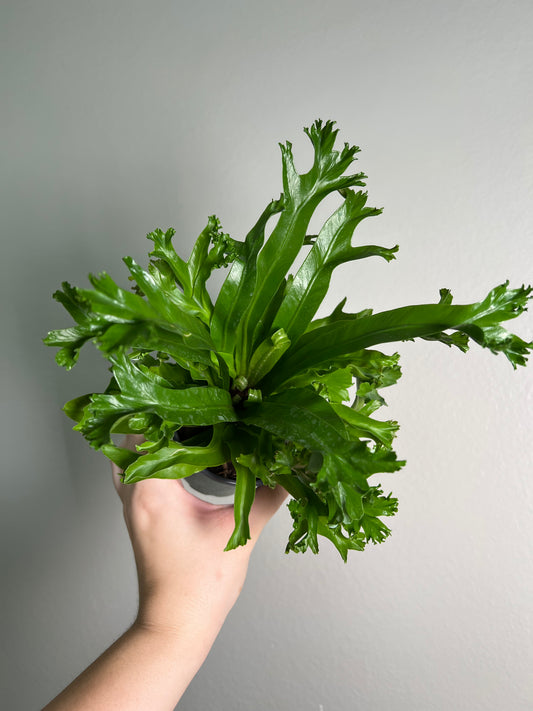 4" Leslie Fern