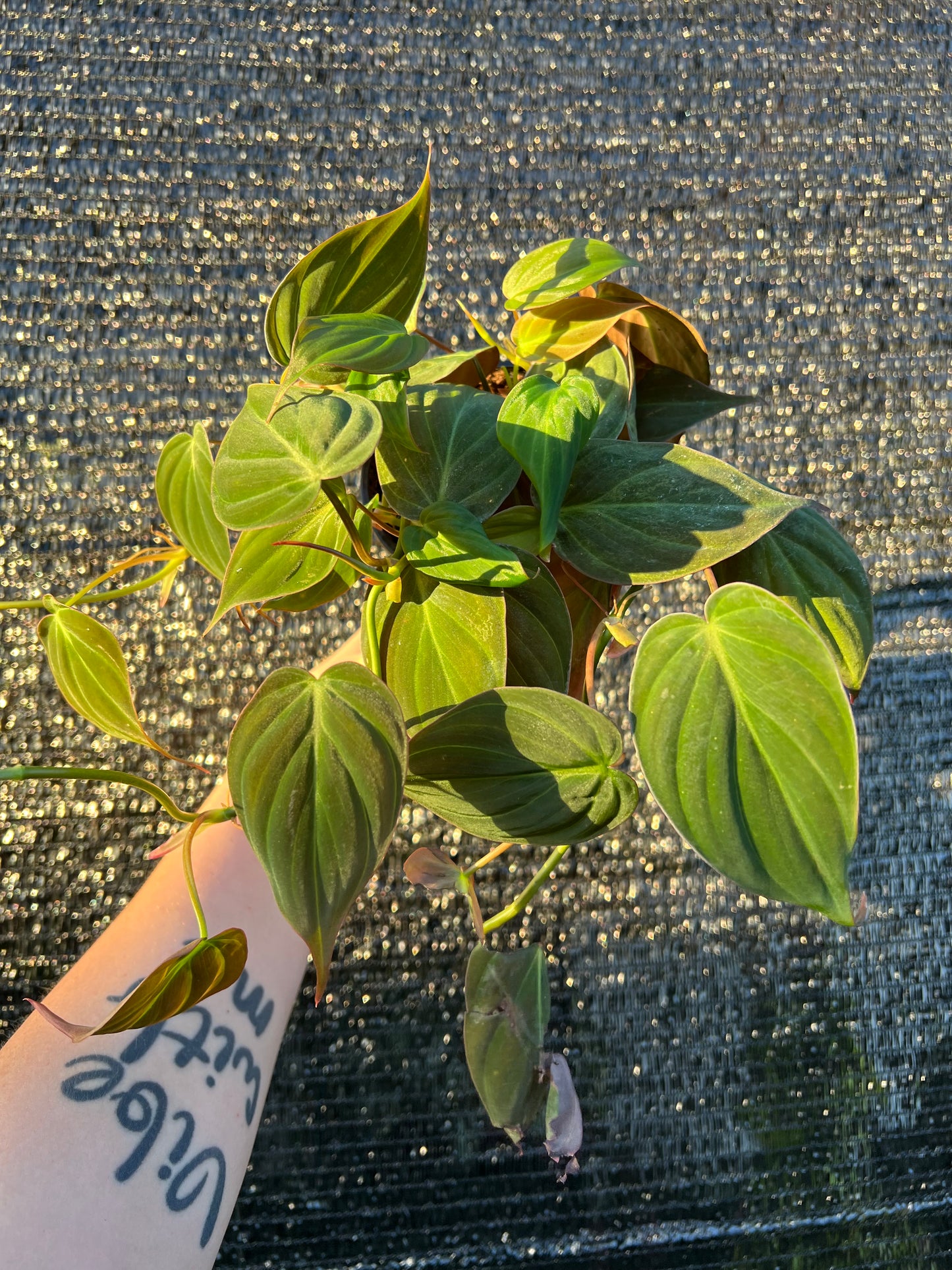 4" Philodendron Micans