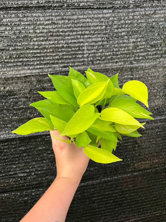 4" Epipremnum Aureum 'Neon' Pothos