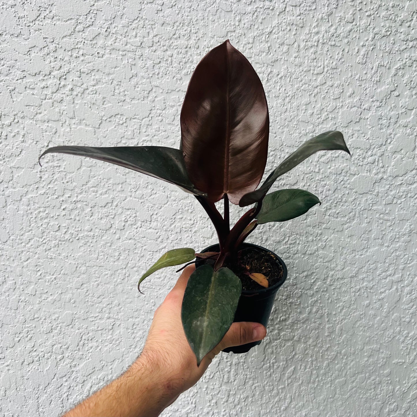 4” Philodendron Black Cardinal