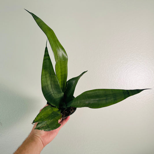 4" Sanseveria Moonlight
