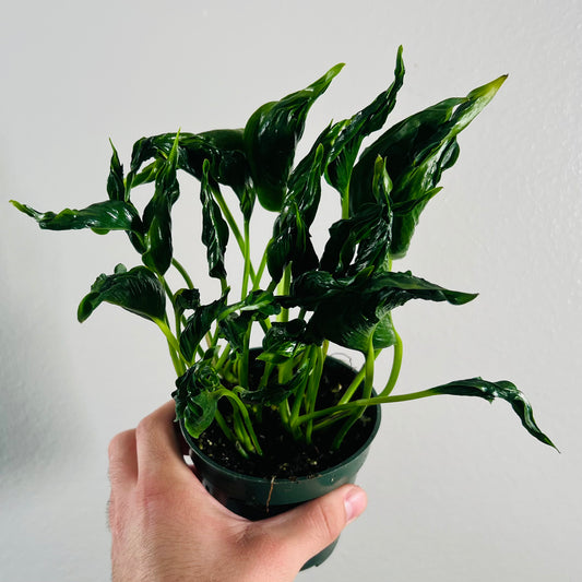 4" Shangri La Pothos