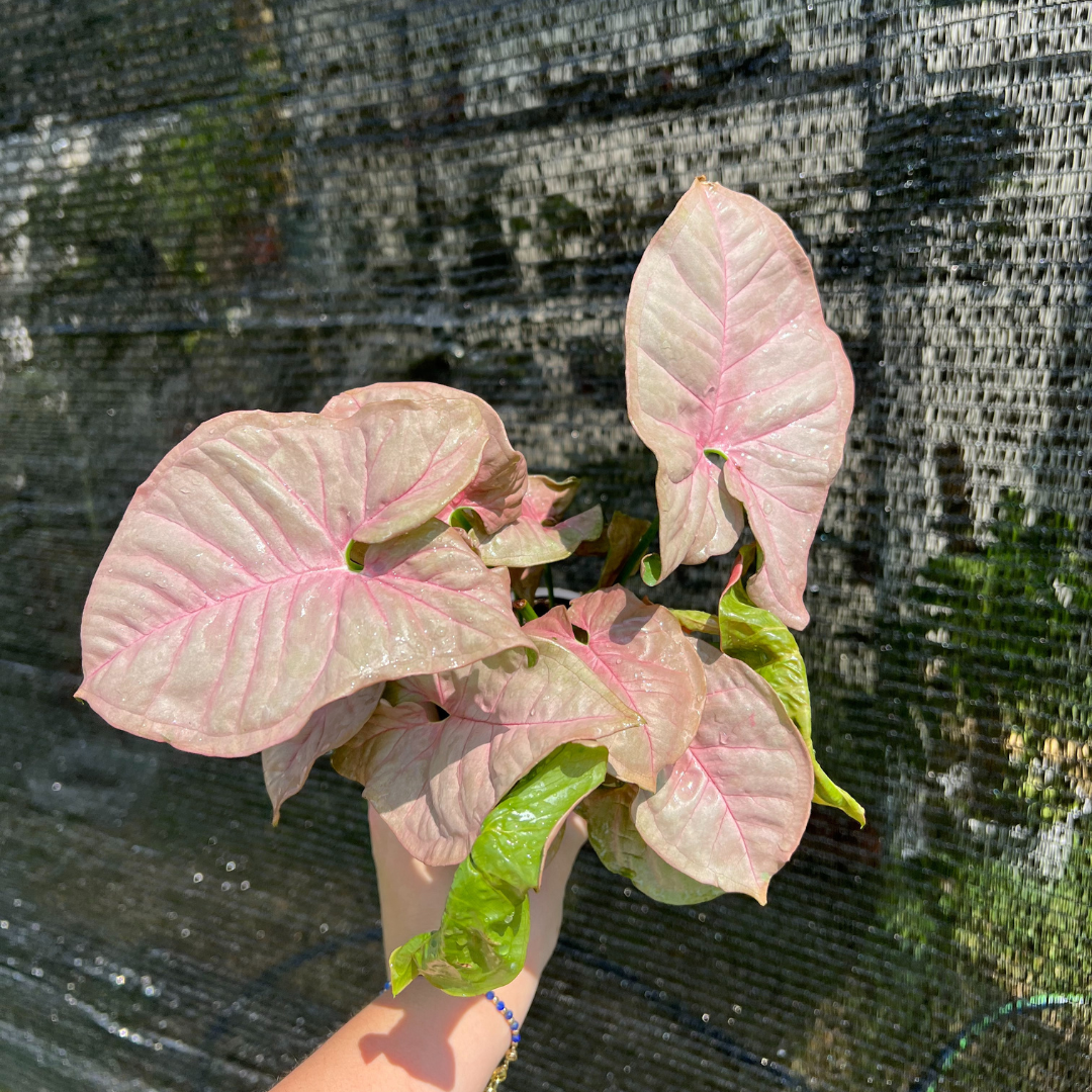 4" Syngonium Neon Robusta