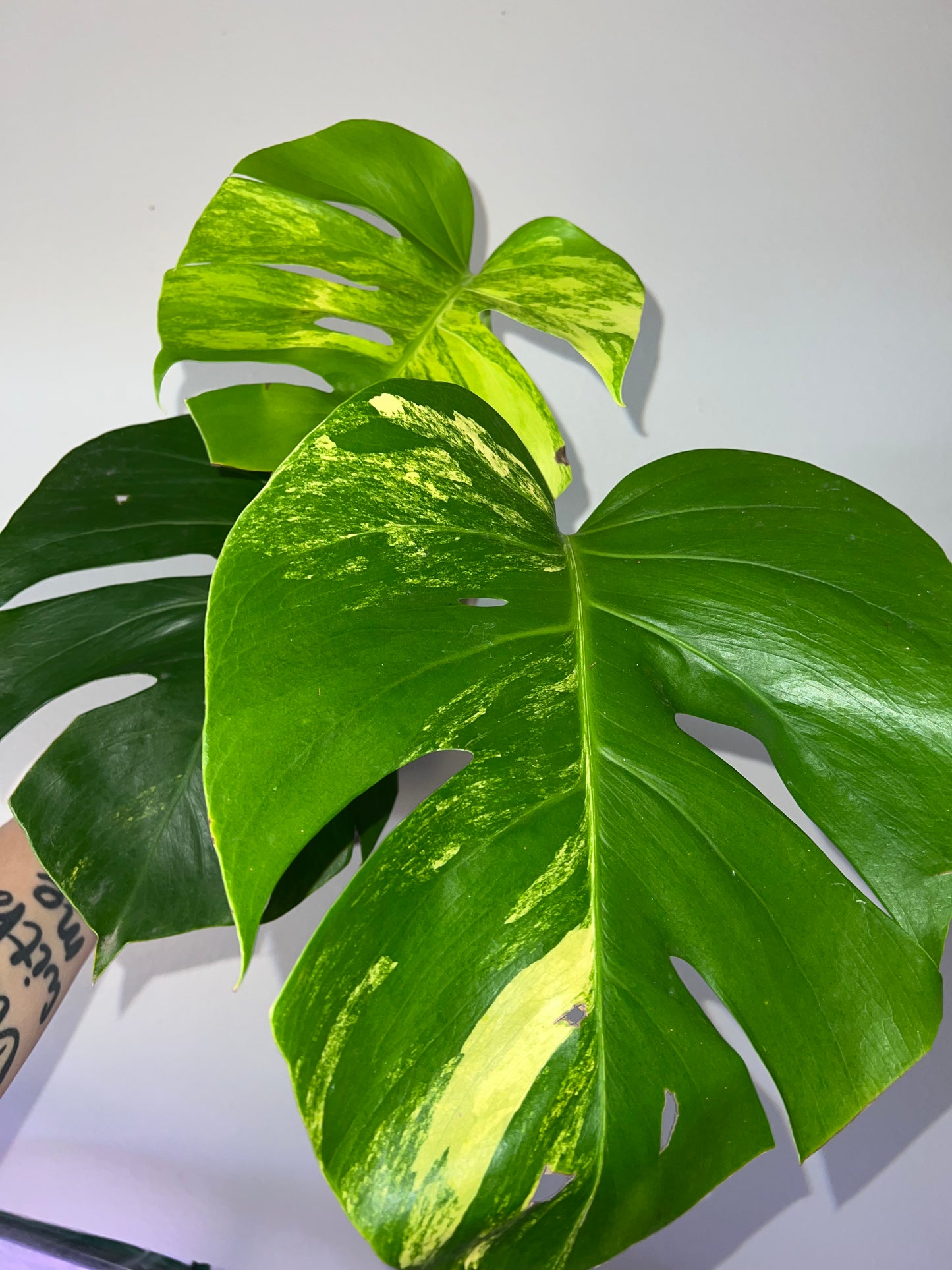 6” Monstera Aurea Tricolor