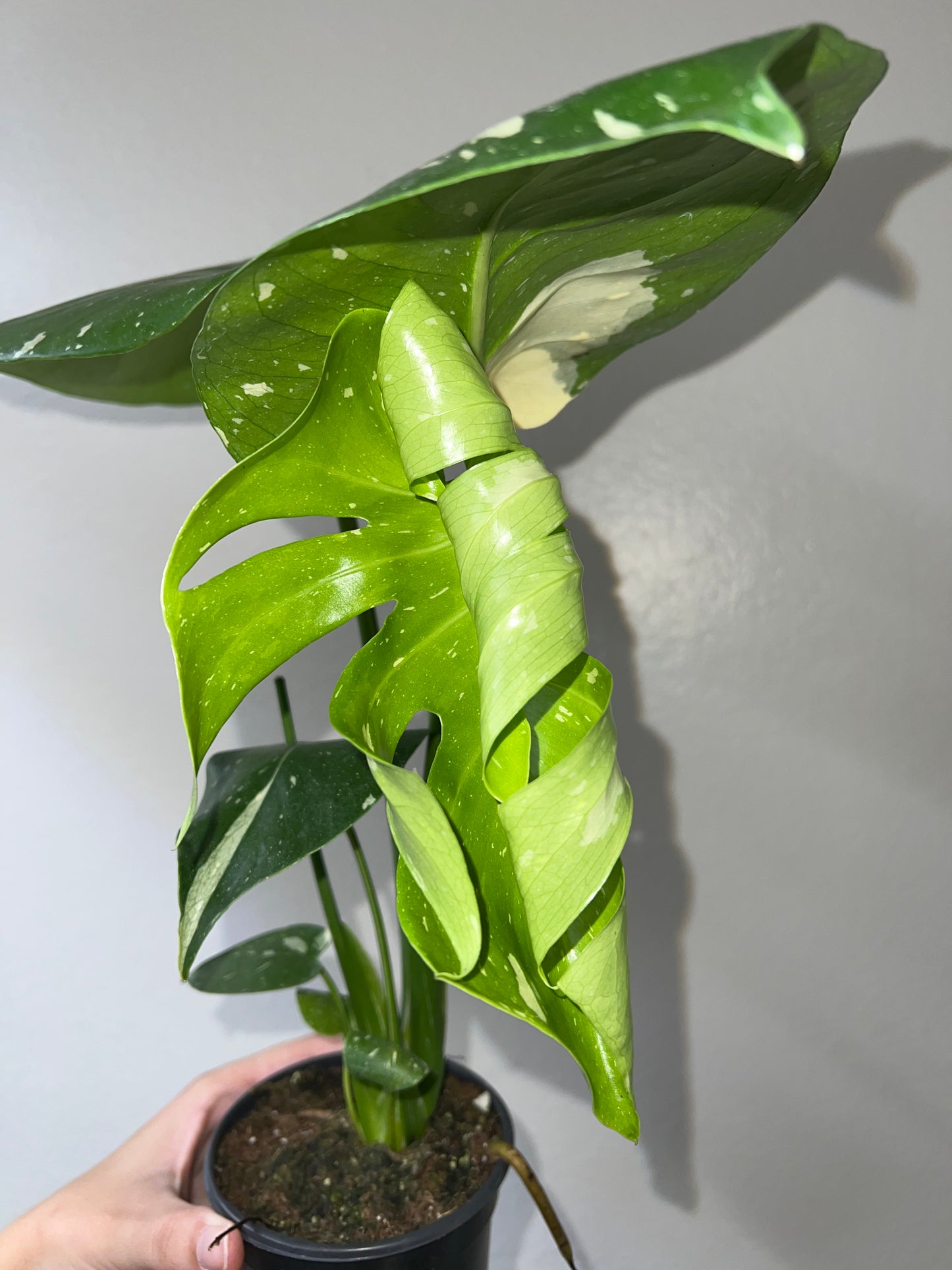 4” Monstera Thai Constellation (C)