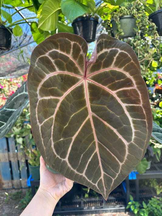 6” Anthurium Pink LemonadeXBlack WidowXMichelle