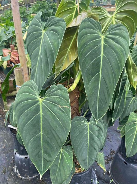8” Philodendron Melanochrysum Totem
