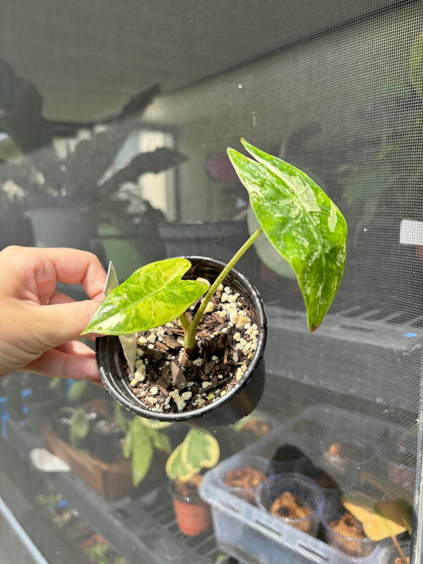 4” Alocasia Longiloba Albo