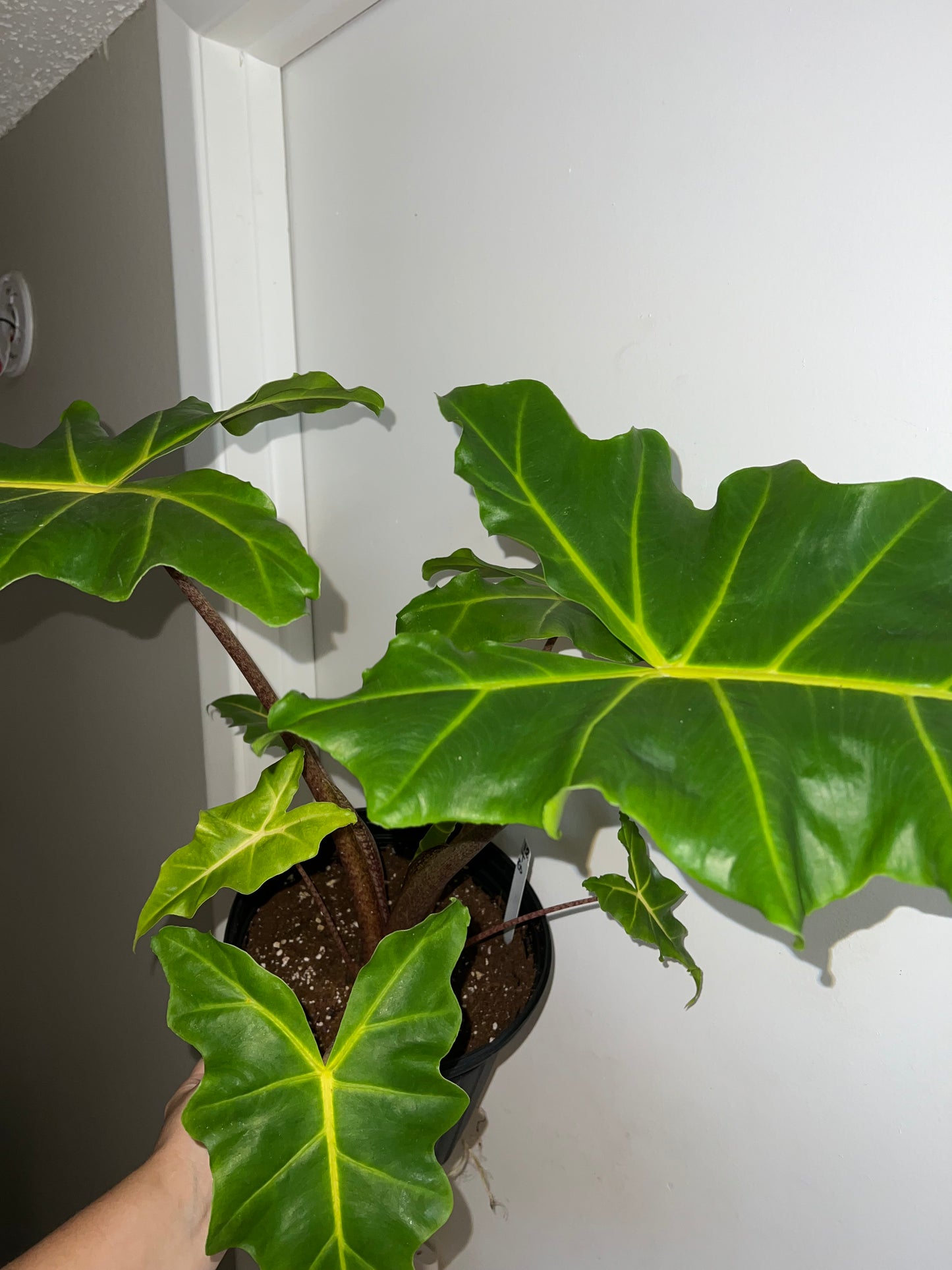 8” Alocasia Golden Dragon