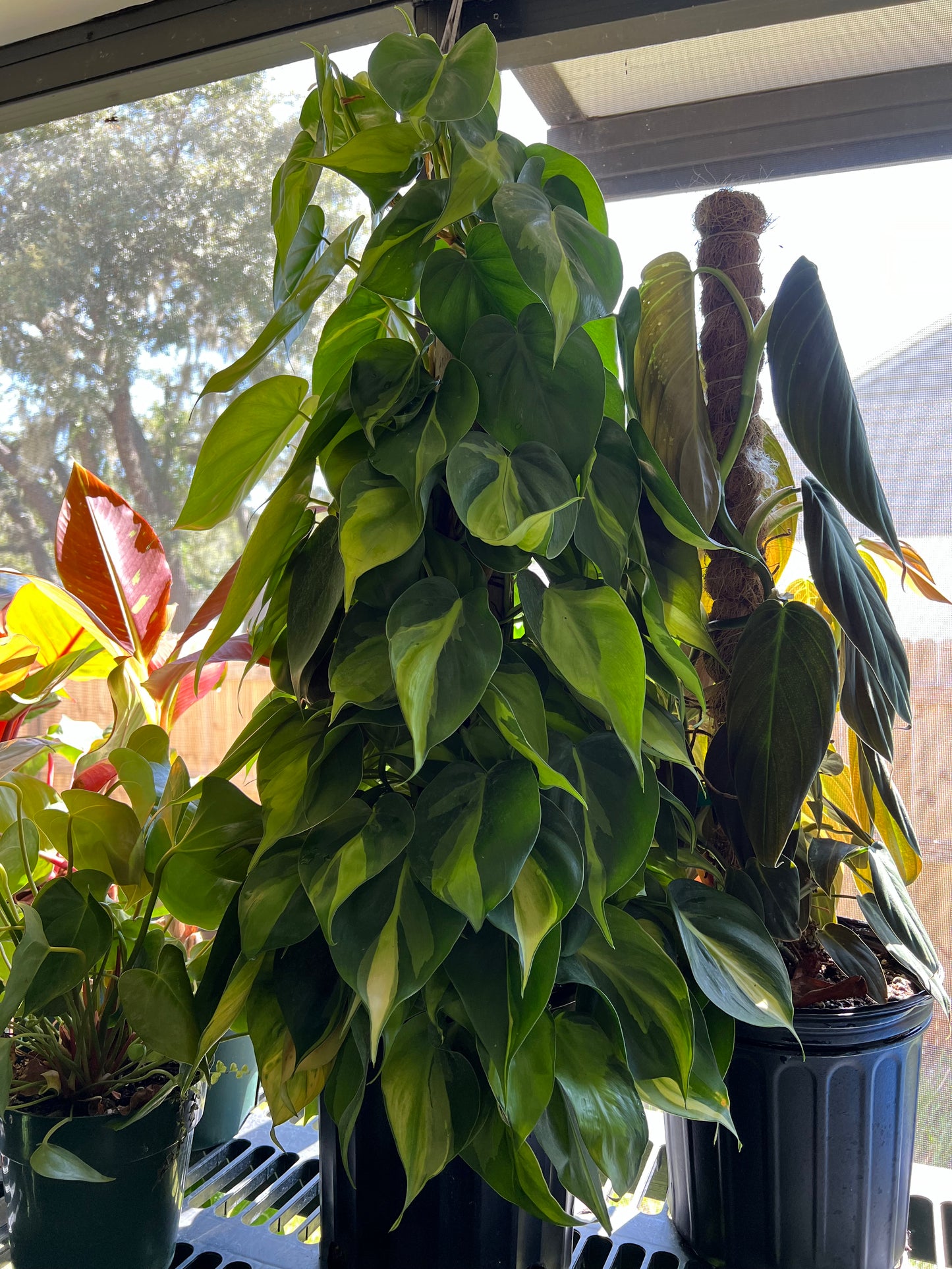 8” Philodendron Brasil Totem