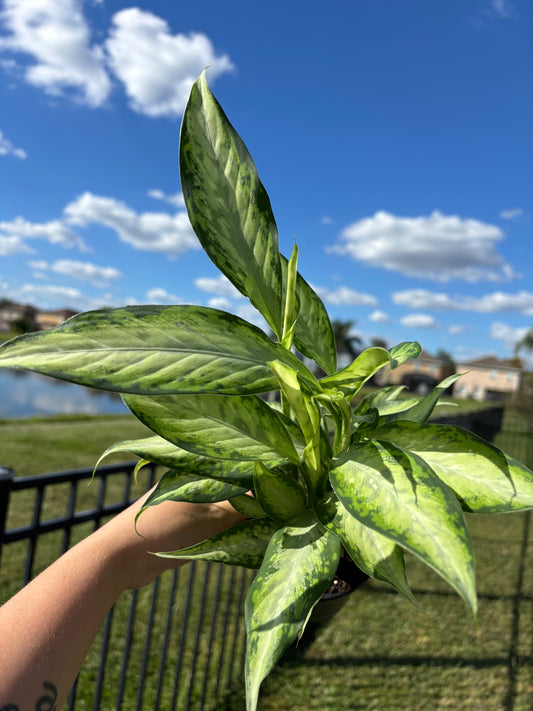 4” Dieffenbachia Milky Way