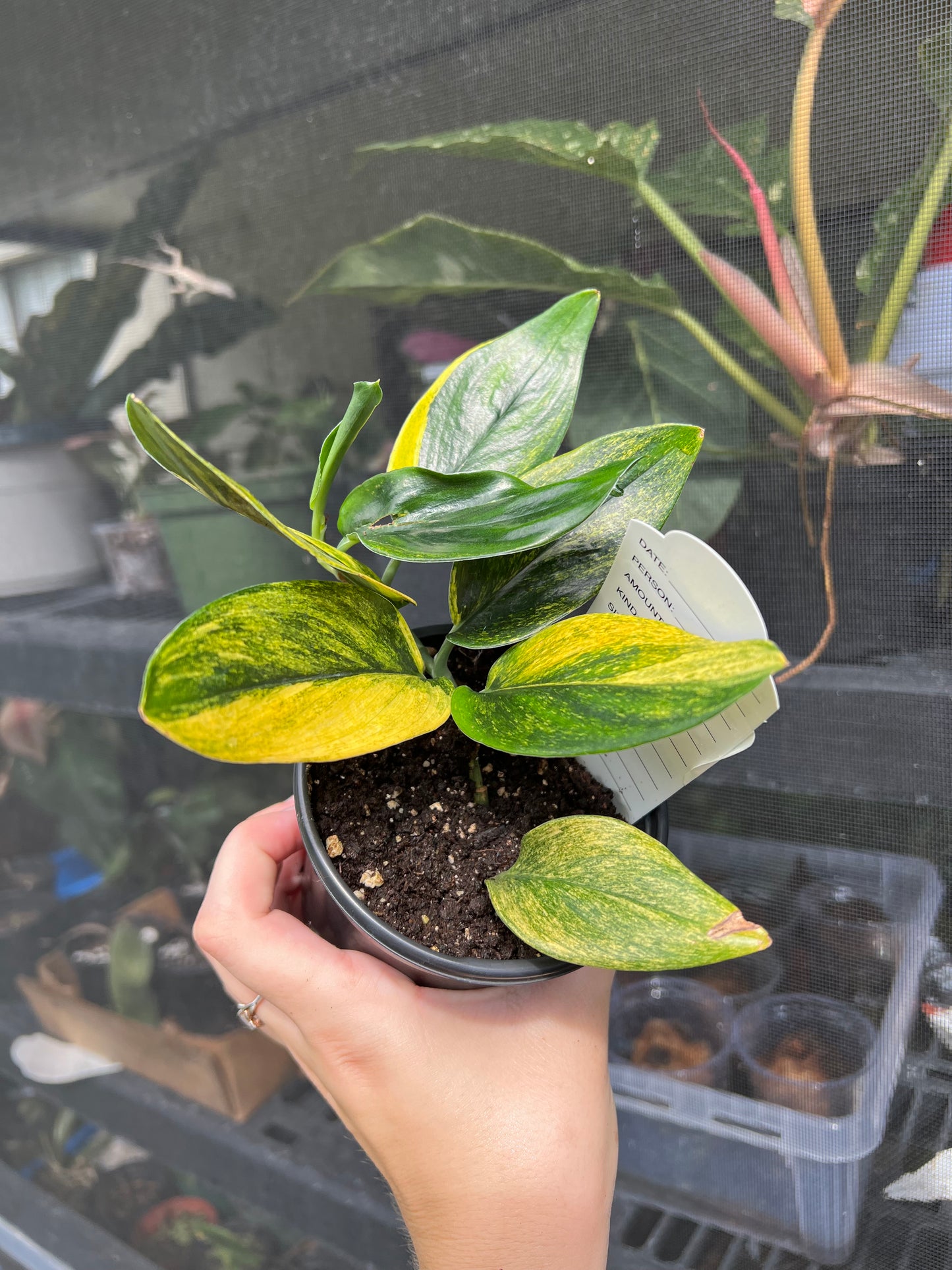 4” Scindapsus Treubii Dark From Variegated