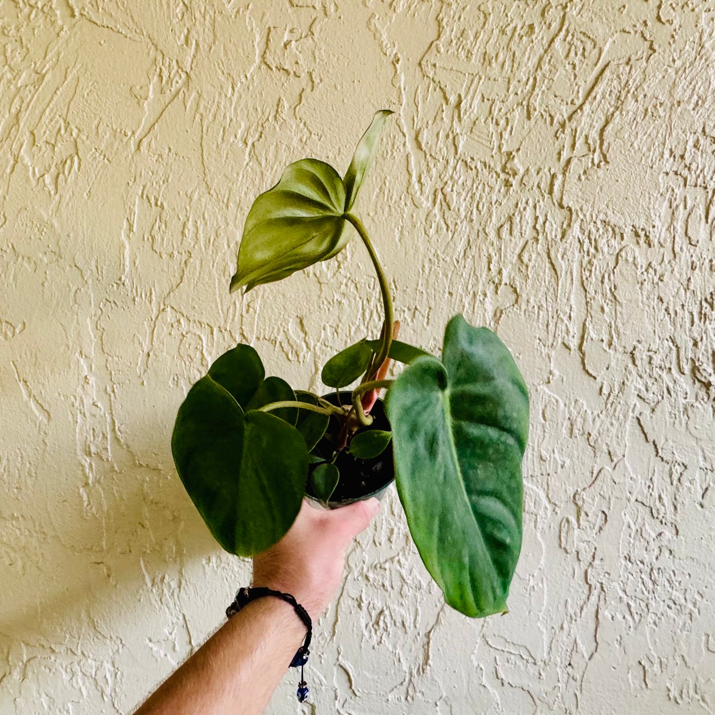 4” Philodendron Pastazanum X Billie