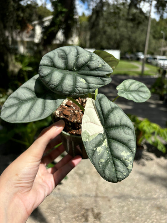 4” Alocasia Silver Dragon Albo