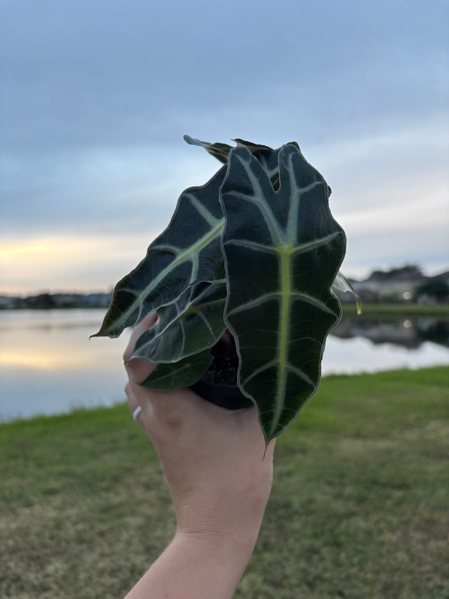 4” Alocasia Polly